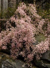 org:/gardening tips/Snoeiadvies/Overzichtspagina/Tamarisk.jpg